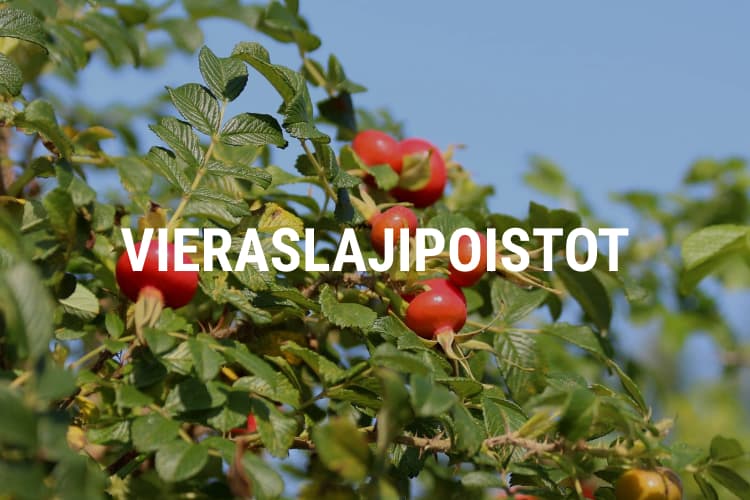 Vieralajipoistot uusin